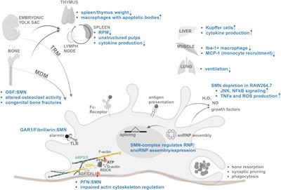 What could be the function of the spinal muscular atrophy-causing protein SMN in macrophages?